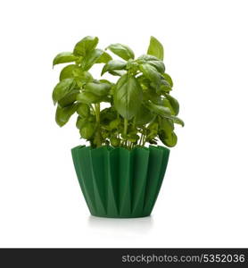 Sweet basil leaves isolated on white background