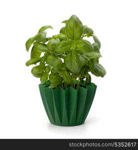 Sweet basil leaves isolated on white background