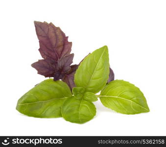 Sweet basil leaves isolated on white background