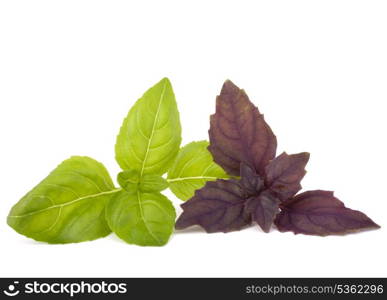 Sweet basil leaves isolated on white background