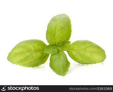 Sweet basil leaves isolated on white background