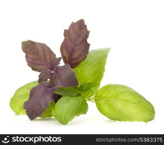 Sweet basil leaves isolated on white background