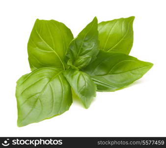 Sweet basil leaves isolated on white background