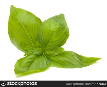 Sweet basil leaves isolated on white background