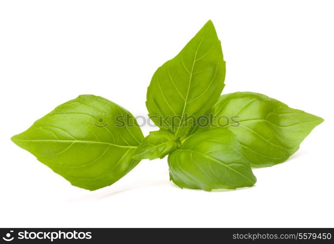 Sweet basil leaves isolated on white background