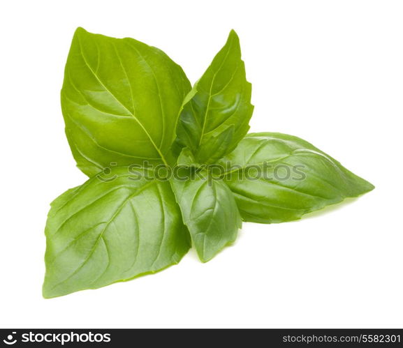 Sweet basil leaves isolated on white background