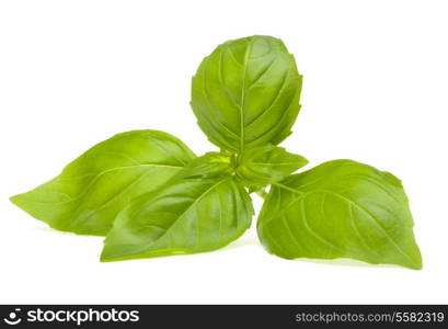 Sweet basil leaves isolated on white background