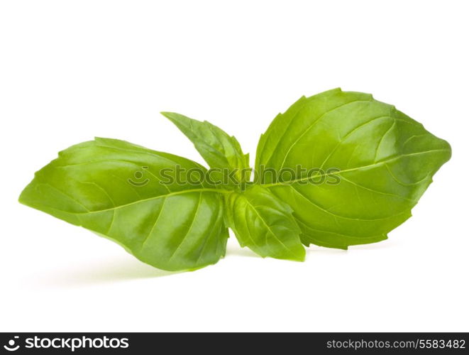 Sweet basil leaves isolated on white background