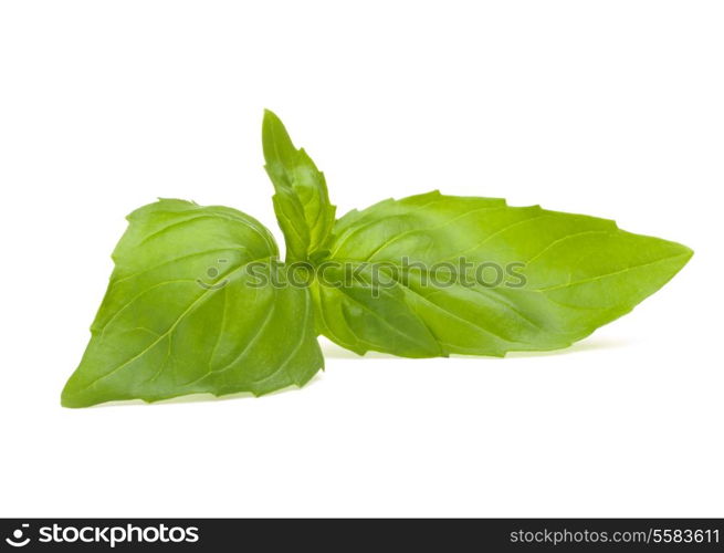 Sweet basil leaves isolated on white background