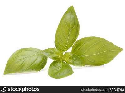 Sweet basil leaves isolated on white background