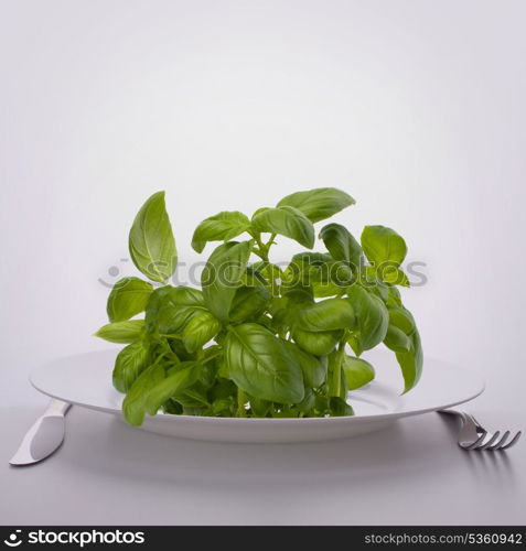 Sweet basil leaves on plate. Raw food diet concept.