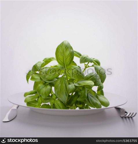 Sweet basil leaves on plate. Raw food diet concept.