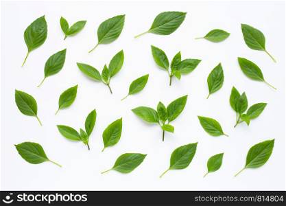 Sweet Basil leaves on white background.