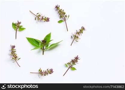 Sweet Basil leaves with flower on white background.