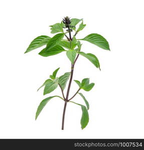 Sweet Basil on white background