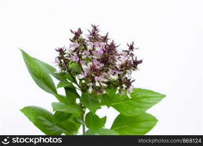 Sweet Basil with purple flowers on white background.