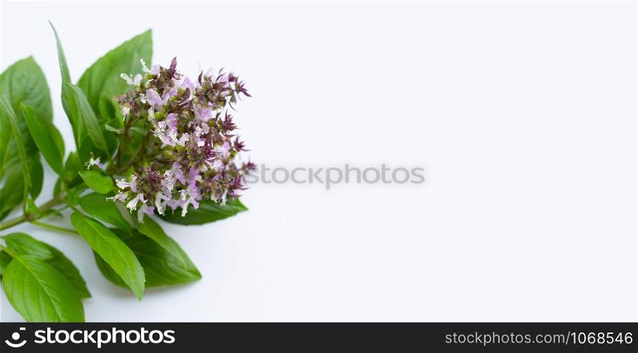 Sweet Basil with purple flowers on white background. Copy space