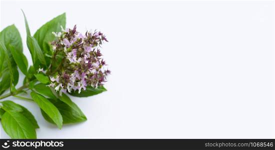 Sweet Basil with purple flowers on white background. Copy space