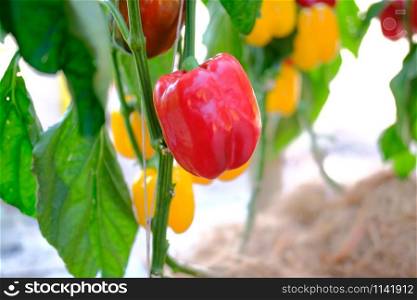 sweet bell pepper paprika plant growing in farm. vegatable plantation in garden in farmland