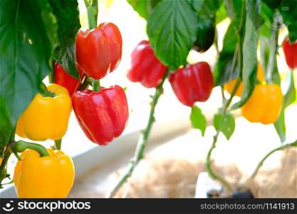 sweet bell pepper paprika plant growing in farm. vegatable plantation in garden in farmland