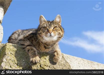 Sweet cat on the wall with sky in the background