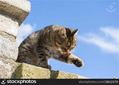 Sweet cat on the wall with sky in the background
