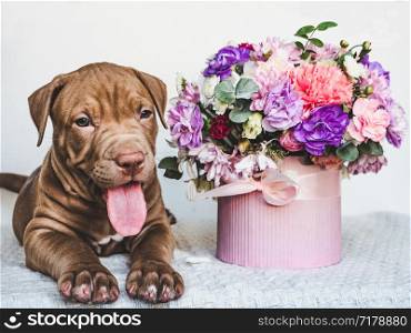 Sweet, charming puppy chocolate-colored and bright bouquet. Close-up, isolated background. Studio photo, white color. Concept of care, education, obedience training and raising of animals. Young, charming puppy and bright bouquet. Closeup