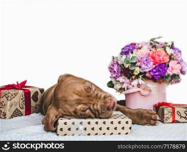 Sweet, charming puppy, festive box tied with a ribbon and bright bouquet. Close-up, isolated background. Studio photo, white color. Concept of care, education, obedience training, raising of animals. Sweet puppy, festive box and bright bouquet