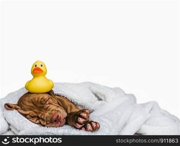 Sweet, charming puppy, wrapped in a towel and yellow, rubber duck. Close-up, isolated background. Studio photo, white color. Concept of care, education, obedience training, raising of pet. Young, charming puppy and yellow, rubber duck