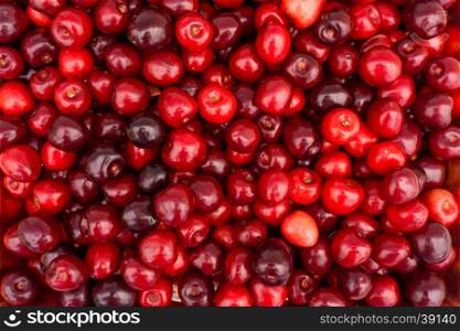 Sweet cherry background. ripe cherries