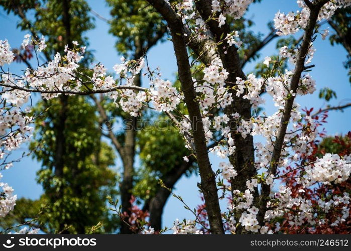 Sweet cherry blossom blooming in sunshine day