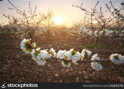 Sweet cherry garden on the sunset. Nature agriculture composition.