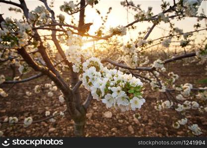 Sweet cherry garden on the sunset. Nature agriculture composition.