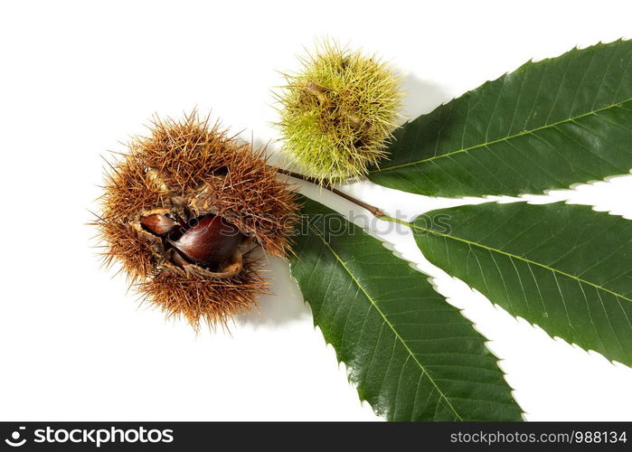 Sweet Chestnut and husk isolated on white background. Castanea sativa