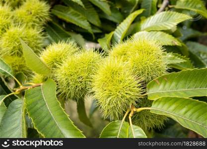 Sweet Chestnut husks and leaves growing on chestnut tree. Castanea sativa