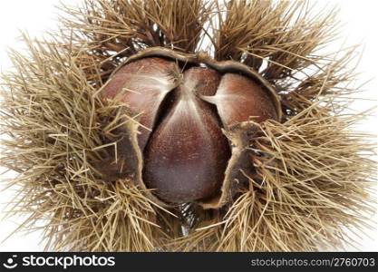 Sweet chestnut in spiked pod close up on white background