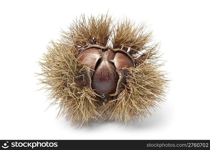 Sweet chestnut in spiked pod on white background