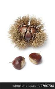 Sweet chestnut in spiked pod on white background