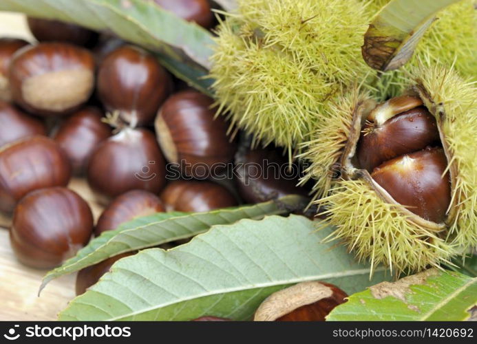 sweet chestnuts in bug opening in leaf