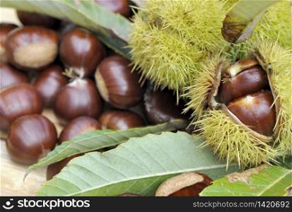 sweet chestnuts in bug opening in leaf