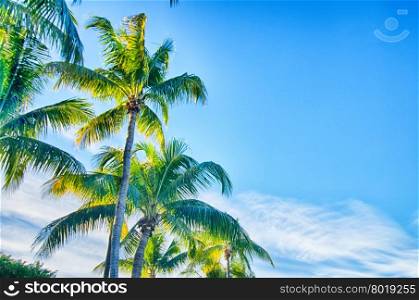 sweet coconut palm trees with blue sky in key west florida