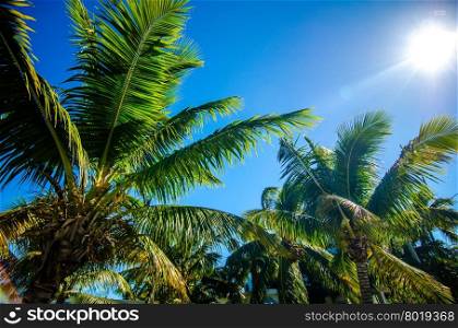 sweet coconut palm trees with blue sky in key west florida