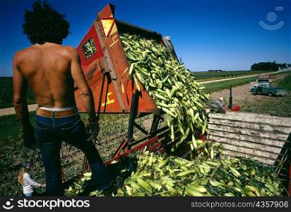 Sweet corn just picked from field with a man standing on the top of the truck