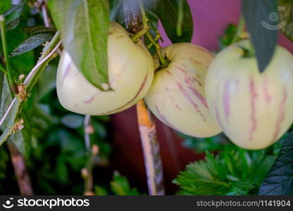 sweet cucumber pepino plant growing in farm. vegatable plantation in garden in farmland