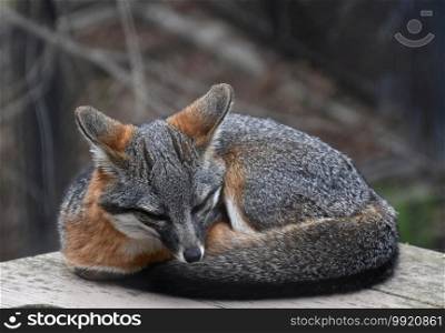 Sweet curled up channel island fox on a platform.