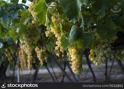 Sweet dessert grapes. Sunlight on grapes for eat. Close up