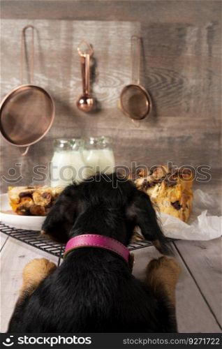 Sweet dog smelling sweet bread on a table