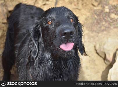 Sweet faced flat-coated retriever with a pink tongue sticking out.