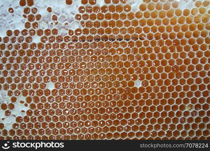 Sweet fresh honey in yellow honeycomb frame