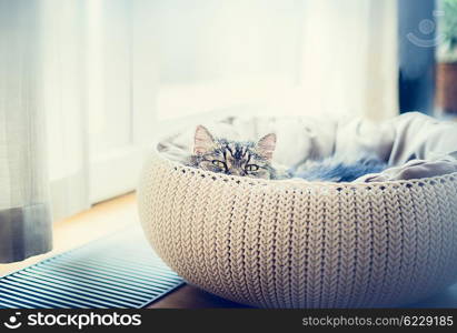 Sweet funny cat in cats basket over window background. The cat looking predatory at camera. Backlit shot